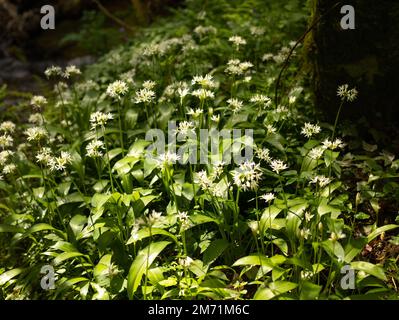 Fleurs d'ail sauvages parfumées dans une forêt britannique. Un signe des anciennes zones boisées au Royaume-Uni. Banque D'Images