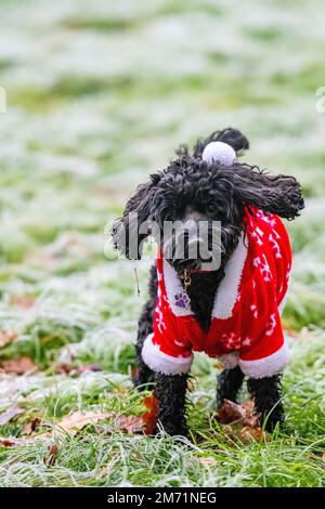 Un petit chien porte un costume de Noël par temps froid Banque D'Images