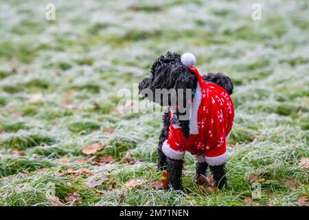 Un petit chien porte un costume de Noël par temps froid Banque D'Images