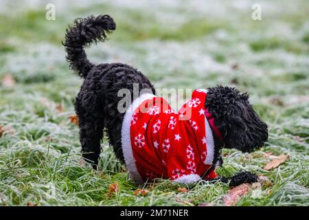 Un petit chien porte un costume de Noël par temps froid Banque D'Images