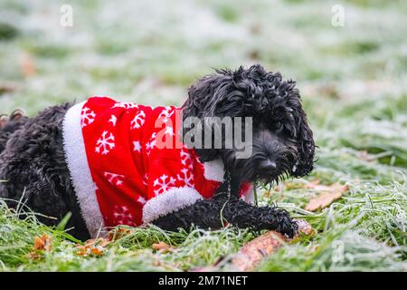 Un petit chien porte un costume de Noël par temps froid Banque D'Images