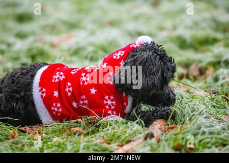 Un petit chien porte un costume de Noël par temps froid Banque D'Images