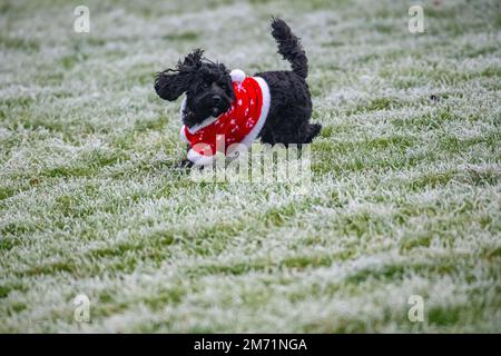 Un petit chien porte un costume de Noël par temps froid Banque D'Images