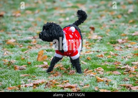 Un petit chien porte un costume de Noël par temps froid Banque D'Images