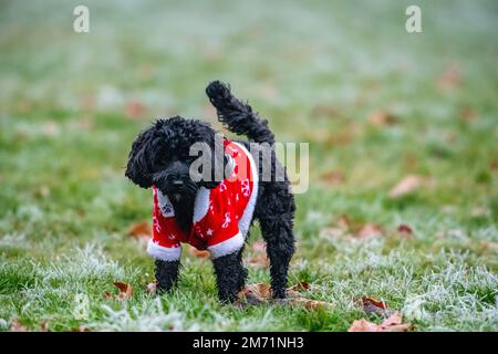 Un petit chien porte un costume de Noël par temps froid Banque D'Images