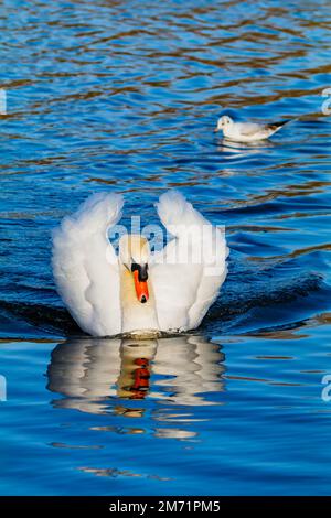 Cygne chassant sur des cygnes mâles Banque D'Images