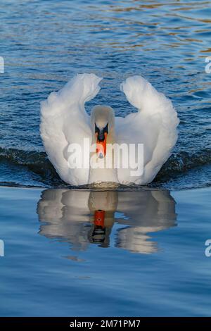 Cygne chassant sur des cygnes mâles Banque D'Images