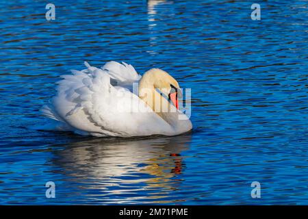 Cygne chassant sur des cygnes mâles Banque D'Images