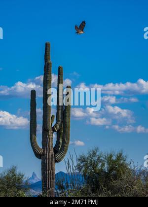 Hawk en vol devant un saguaro, North Trail, McDowell Mountain Regional Park, Fountain Hills, Arizona. Banque D'Images