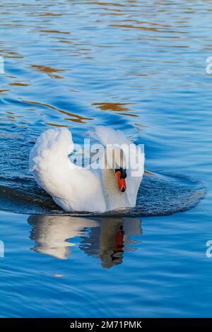 Cygne chassant sur des cygnes mâles Banque D'Images