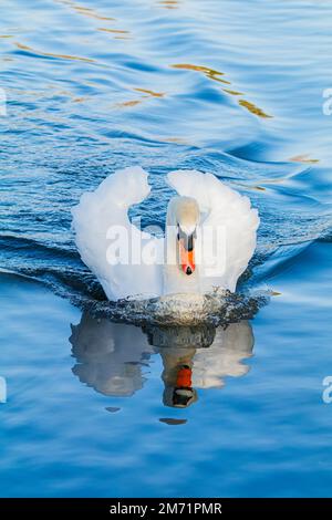 Cygne chassant sur des cygnes mâles Banque D'Images