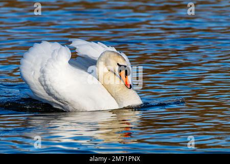 Cygne chassant sur des cygnes mâles Banque D'Images