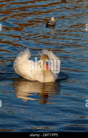 Cygne chassant sur des cygnes mâles Banque D'Images