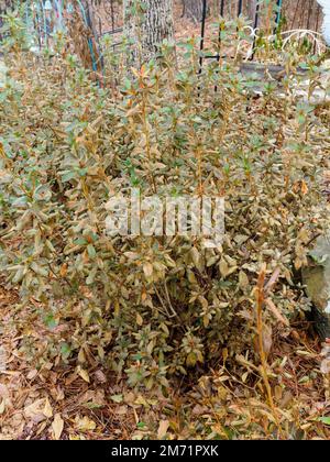 Rhododendron encore ou encore encore azalea, souffrant des dommages causés par les plantes en hiver par le temps de congélation en Alabama, aux États-Unis. Banque D'Images