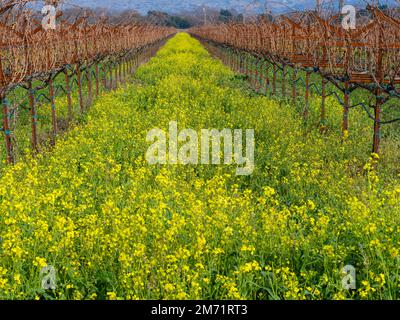 La moutarde fleurit parmi les vignobles en hiver, Napa Valley Californie Banque D'Images