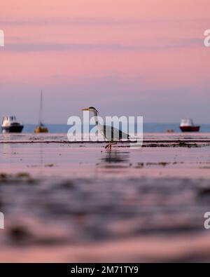 Héron gris en eau peu profonde sur la côte de l'île d'Arran, en Écosse Banque D'Images