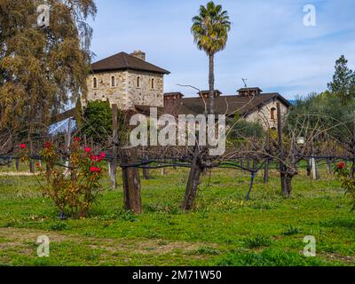 Une légère touche de couleur est fournie par la décoloration des roses rouges lors d'une journée d'hiver dans les vignobles de Napa Valley. Banque D'Images