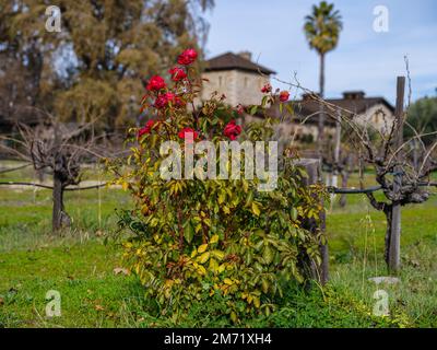 Une légère touche de couleur est fournie par la décoloration des roses rouges lors d'une journée d'hiver dans les vignobles de Napa Valley. Banque D'Images