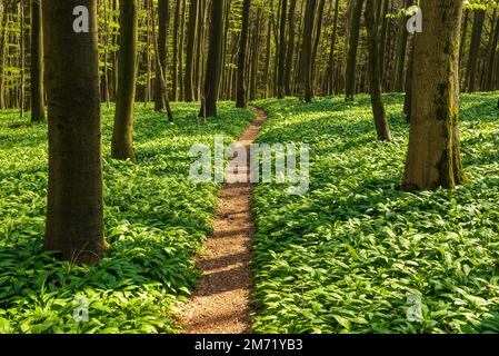 Sentier forestier pittoresque à travers une forêt de hêtre de printemps avec un sol surcultivé avec de l'ail sauvage, Ith-HiLS-Weg, Weserbergland, Allemagne Banque D'Images