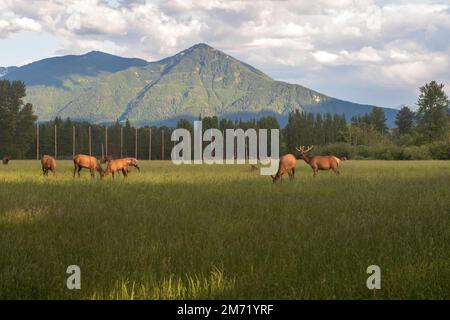 Un troupeau de wapitis sauvages se brouge dans un champ herbacé à North Bend, Washington, États-Unis. Banque D'Images