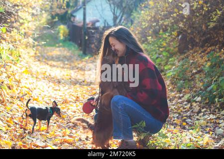 Processus de marche avec deux chiens dans un parc de campagne, joie d'avoir plusieurs chiens, fille jouant avec le dachshund et terrier jouet, dans un automne su Banque D'Images