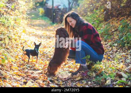 Processus de marche avec deux chiens dans un parc de campagne, joie d'avoir plusieurs chiens, fille jouant avec le dachshund et terrier jouet, dans un automne su Banque D'Images