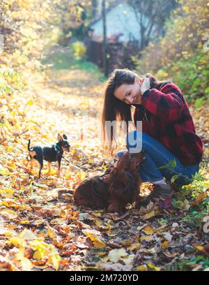 Processus de marche avec deux chiens dans un parc de campagne, joie d'avoir plusieurs chiens, fille jouant avec le dachshund et terrier jouet, dans un automne su Banque D'Images