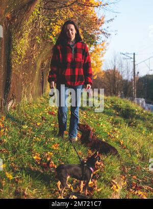 Processus de marche avec deux chiens dans un parc de campagne, joie d'avoir plusieurs chiens, fille jouant avec le dachshund et terrier jouet, dans un automne su Banque D'Images