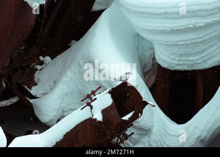 Gros plan sur des oiseaux sternes perchés sur un bateau baleinier en métal coulé, Gouvernnoren, est piégé dans la glace de l'Antarctique Enterprise Island. Banque D'Images