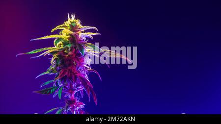 Cannabis marijuana Bud. Chanvre Bud dans la lumière colorée isolée sur fond bleu foncé. Plante multicolore de cannabis. Bannière avec chanvre médicinal. Banque D'Images