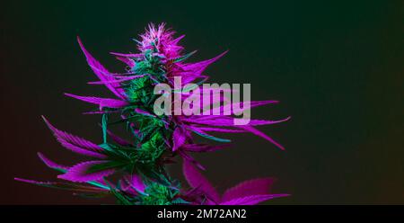 Cannabis à la marijuana plante avec feuille et bourgeon de couleur pourpre. Floraison plante de cannabis de la souche de chanvre de marihuana sur fond sombre Banque D'Images