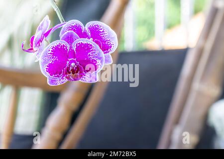 Une fleur d'orchidée en fleurs communément connue sous le nom d'orchidée de lune ou d'orchidée de papillon (Phalaenopsis amabilis) de couleur pourpre et blanche, de fond de feuillage et de b Banque D'Images