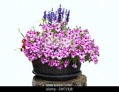 belles fleurs dans un pot isolé sur fond blanc Banque D'Images
