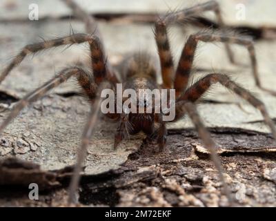 Gros plan d'une araignée domestique mâle mature (Tegenaria domestica). Delta, Colombie-Britannique, Canada Banque D'Images