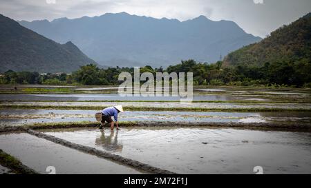 Un fermier de minorité ethnique thaïlandais blanc travaille à préparer un paddy de riz pour la plantation à Mai Chau, dans les hauts plateaux du nord du Vietnam. Banque D'Images