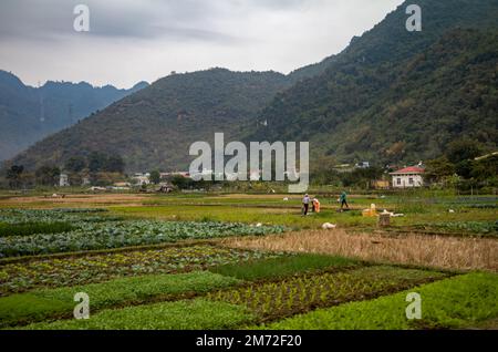 Les agriculteurs travaillent dans leurs champs pour cultiver des légumes à Mai Chau, dans les hauts plateaux du nord du Vietnam. Banque D'Images