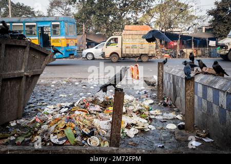 Kolkata, Bengale occidental, Inde. 7th janvier 2023. Les corneilles sont vues ramasser à travers les détritus à l'extérieur d'un arrêt de bus à Kolkata. Credit: Matt Hunt / Neato / Alay Live News Banque D'Images