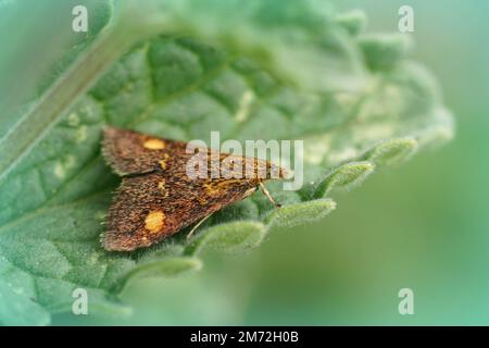 Un gros plan naturel sur un micropapillon rouge coloré de pyrausta aurata, sur une feuille verte dans le jardin Banque D'Images