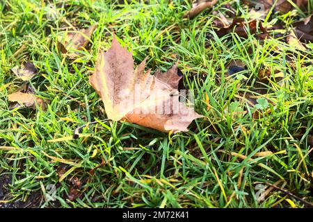 La feuille brune dans l'herbe avec de la rosée dans elle vue de près Banque D'Images