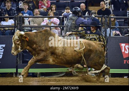 New York, États-Unis. 06th janvier 2023. Le professionnel Bull Rider Wyatt Rogers est protégé par un membre de l'équipe de protection des cow-boys après avoir été jeté sur un taureau nommé M. Excavator lors de la compétition PBR Monster Energy « Buck off » à Madison Square Garden, New York, NY, 6 janvier 2023. PBR commence sa saison anniversaire 30th au Madison Square Garden avec une compétition de 6 janvier jusqu'en 8. (Photo par Anthony Behar/Sipa USA) crédit: SIPA USA/Alay Live News Banque D'Images