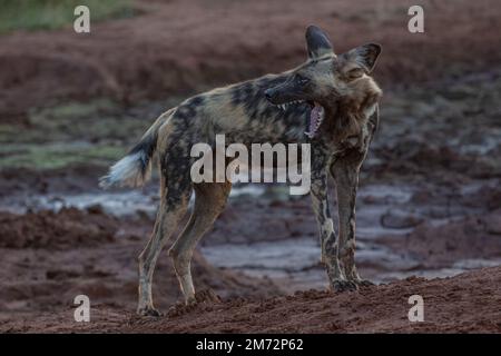 Chiens sauvages - coucher de soleil Madikwe, Afrique du Sud Banque D'Images