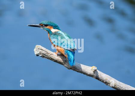 Gros plan d'un jeune homme de kingfisher commun assis sur un perchoir, sur un fond bleu d'eau. À la réserve naturelle de Lakenheath Fen à Suffolk, Royaume-Uni Banque D'Images