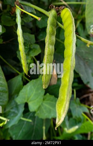 Haricots verts dans le jardin. Aliments biologiques maison. Phaseolus vulgaris. Banque D'Images