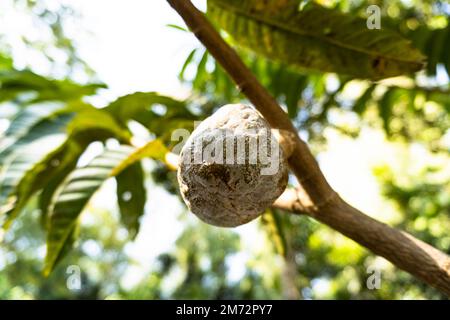pomme crème à la cherimoya. Pomme de sucre ou pomme de crème fruits tropicaux avec feuille verte isolée sur un arbre. Banque D'Images