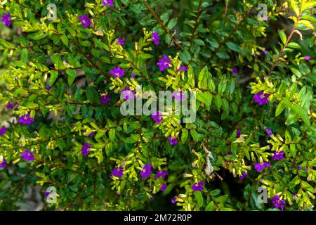 Arbre vert avec fleur pourpre dans le jardin. Cuphea Hyssopifolia vivant dans le parc. Banque D'Images