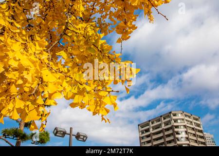 La vue d'automne du Ginko géant (Ginkgo biloba) et de la construction Hiroshima Japon. Banque D'Images