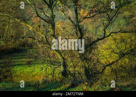 Deux arbres spéculaires avec des branches entrelacées dans les arbustes inférieurs dans la campagne de la vallée de Tirino. Bussi, province de Pescara, Abruzzes, Italie, Banque D'Images