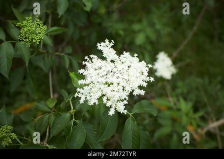 Les fleurs blanches de bois de chien font confiance dans le jardin. L'été et le printemps. Banque D'Images