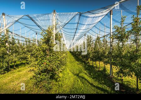 Verger de pommes avec protection contre la grêle, rangées de pommiers avec pommes en été Banque D'Images