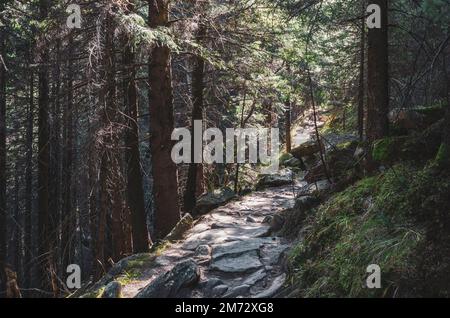 Sentier en pierre dans la forêt ombragée. Chemin mystique dans les montagnes Banque D'Images